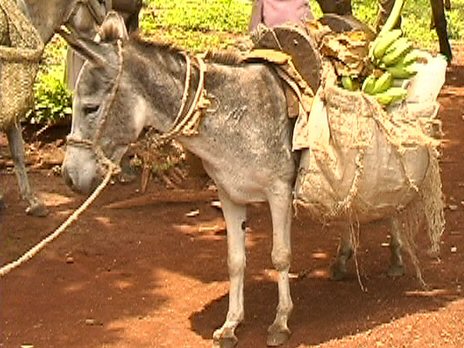 Donkey(Haiti only)