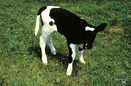 Cow(Haiti only)